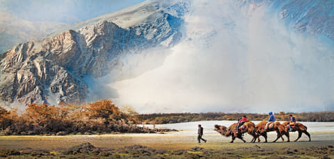 The double-humped Bactrian camels in the Nubra Valley