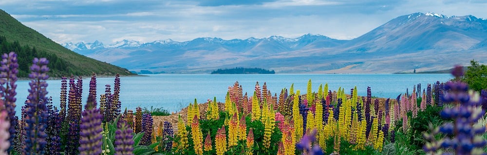 Summer in New Zealand. In the background is Lake Tekapo, with lupine flowers in the foreground. Credit www.shutterstock.com / Blue Planet Studio