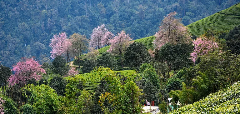 Temi Tea Estate in Tarku - Shutterstock