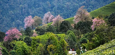 Shutterstock : Temi Tea Estate in Tarku