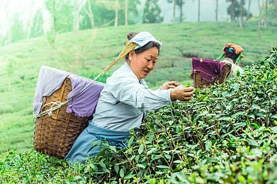 Shutterstock : Tea pluckers in Darjeeling