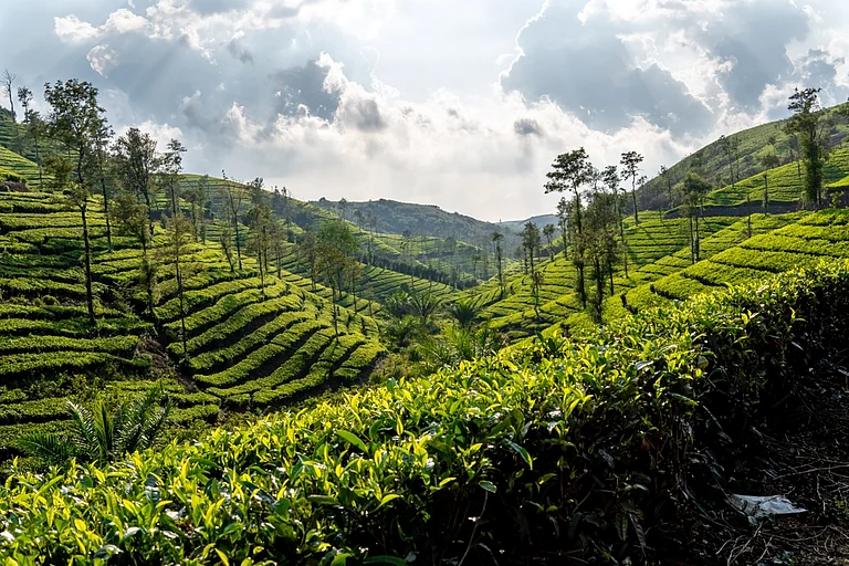 Sri Lanka is known for its cascading lush green tea estates - Shutterstock