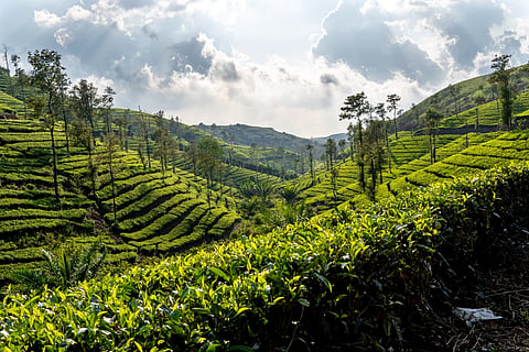 Tea gardens make for quaint holiday spots