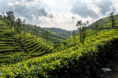 Shutterstock : Sri Lanka is known for its cascading lush green tea estates
