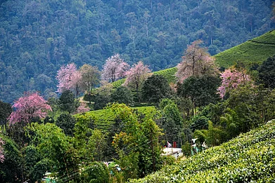 Cherry blossom trees dot the tea plantations