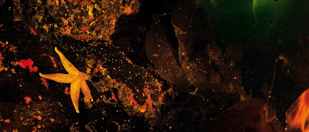 Russia Diving in the White Sea