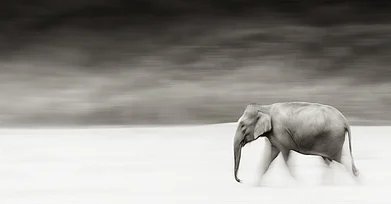 Lens Art by Ganesh H. Shankar