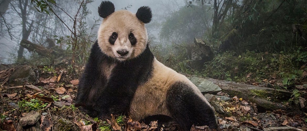 Lens Art by Ami Vitale