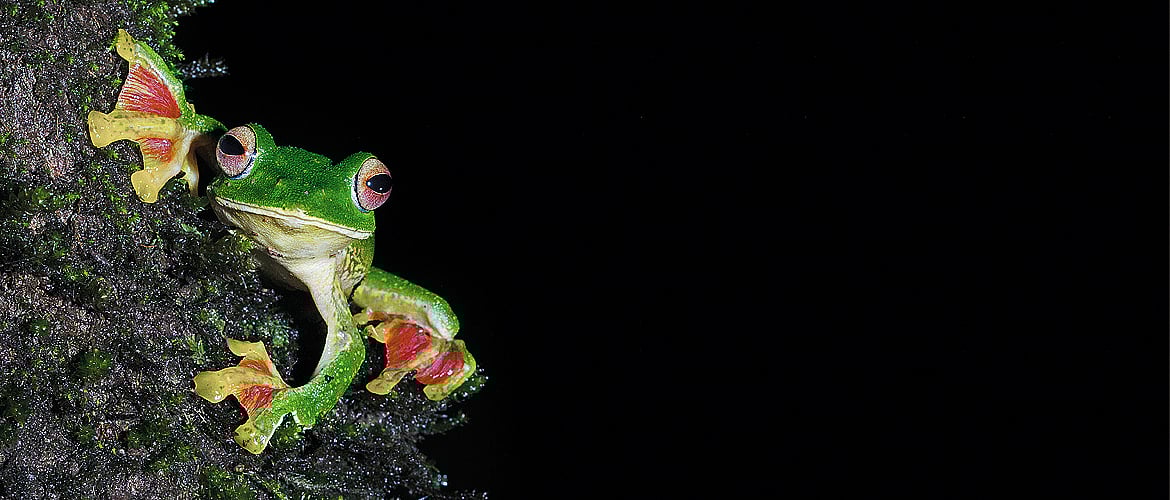 Maharashtra The Nocturnal World of Amboli