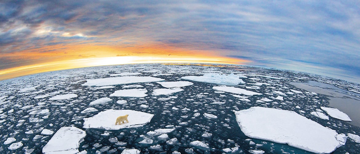 The Polar Bears of Svalbard