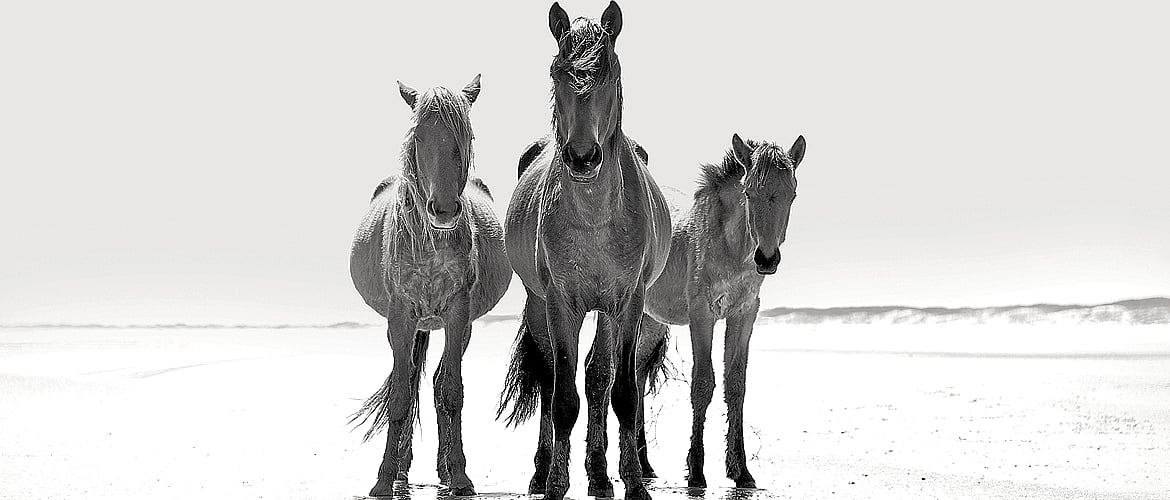 Wild Horses of Cumberland Island