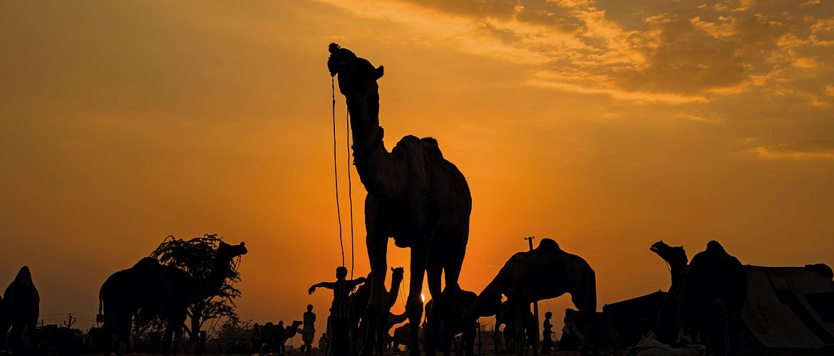 Camelicious Pushkar