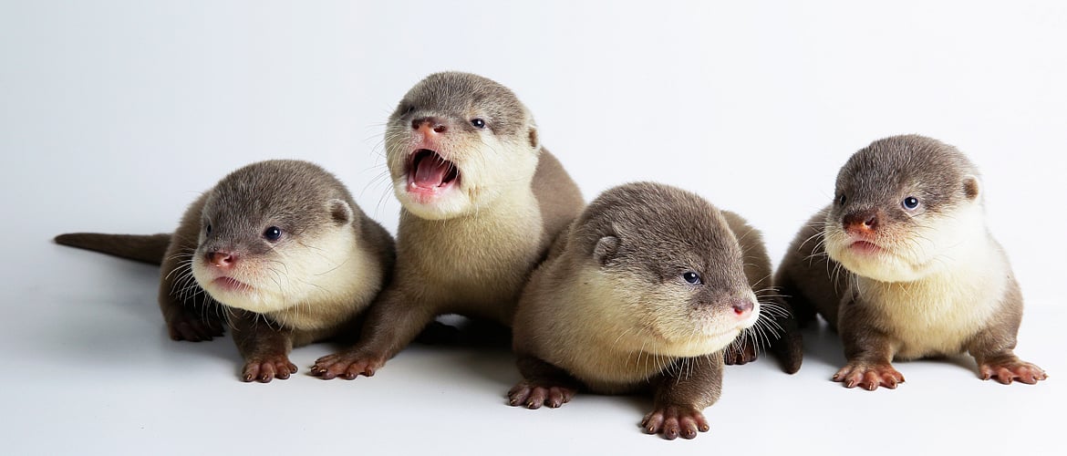 Baby Asian small clawed otters in Singapore 