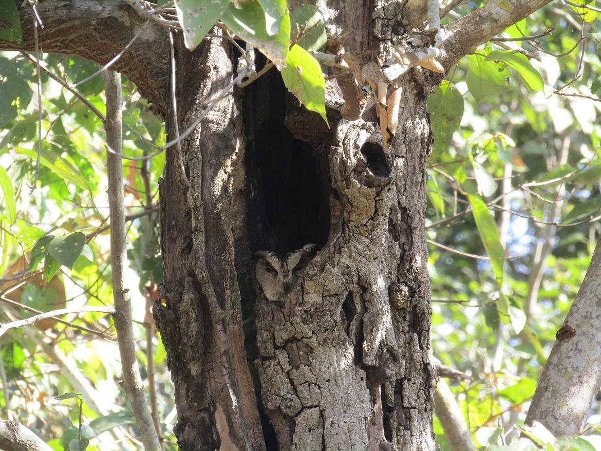 A Day with the Denizens of Kanha National Park