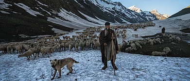 A Glimpse into the life of Bakarwal Nomads