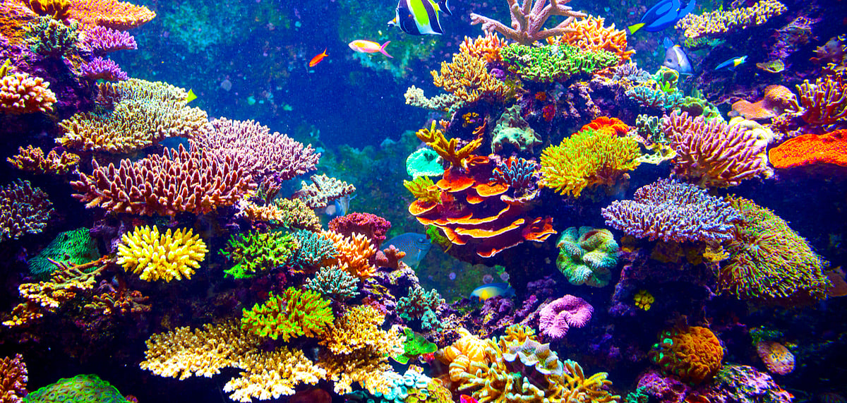 Colourful coral reefs