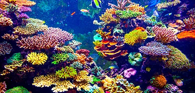 Colourful coral reefs