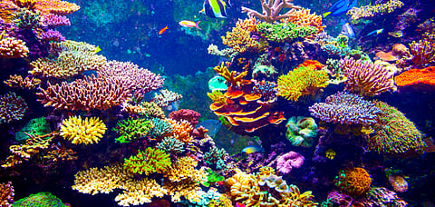 Colourful coral reefs