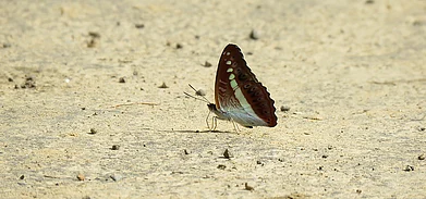A Common Jay butterfly