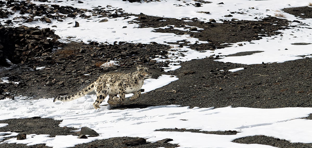 A rare glimpse of the snow leopard inside the Hemis National Park (shot on NIKON D850/VR 70-200MM F/2.8G LENS (F/7.1, 1/4,000s, ISO 400))
