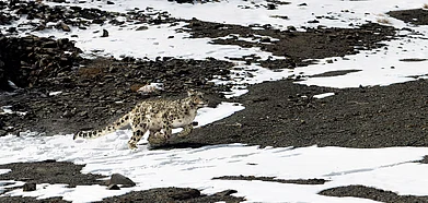 A rare glimpse of the snow leopard inside the Hemis National Park (shot on NIKON D850/VR 70-200MM F/2.8G LENS (F/7.1, 1/4,000s, ISO 400))