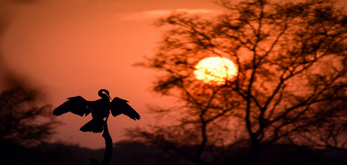 Shutterstock : A darter (snake-bird) in Keoladeo Ghana National Park