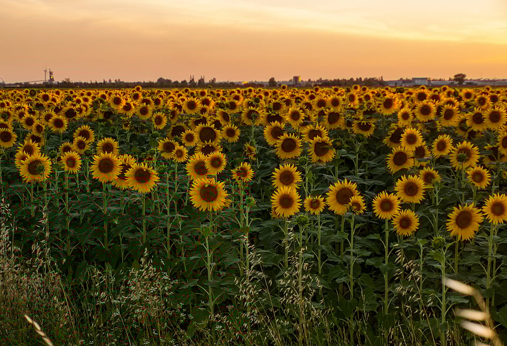 The sunflower fields near Arles inspired Goghs 