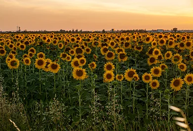 The sunflower fields near Arles inspired Goghs