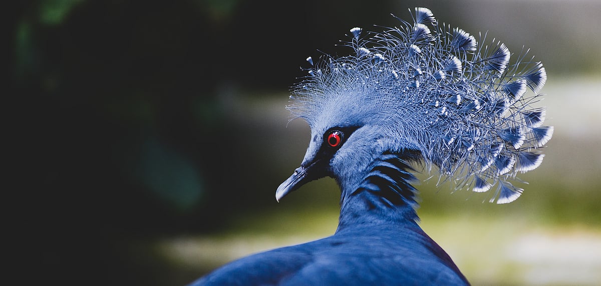 Victoria crowned pigeon, New Guinea