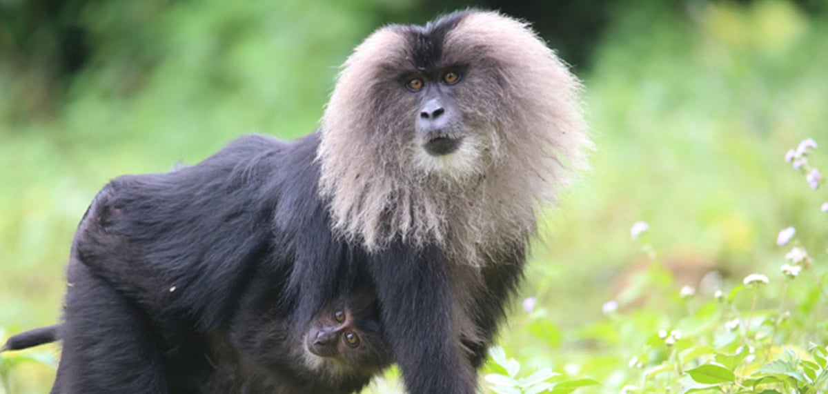 Lion-tailed Macaque