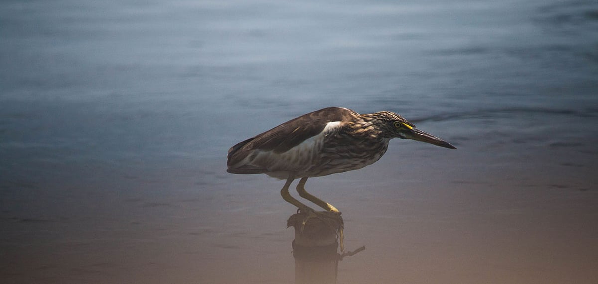 Kolleru Lake is a popular destination for several species of migratory birds