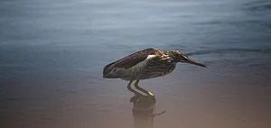 Kolleru Lake is a popular destination for several species of migratory birds