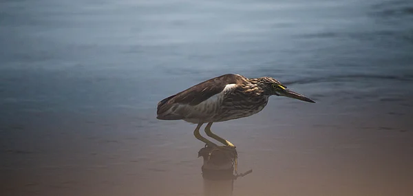 Kolleru Lake is a popular destination for several species of migratory birds