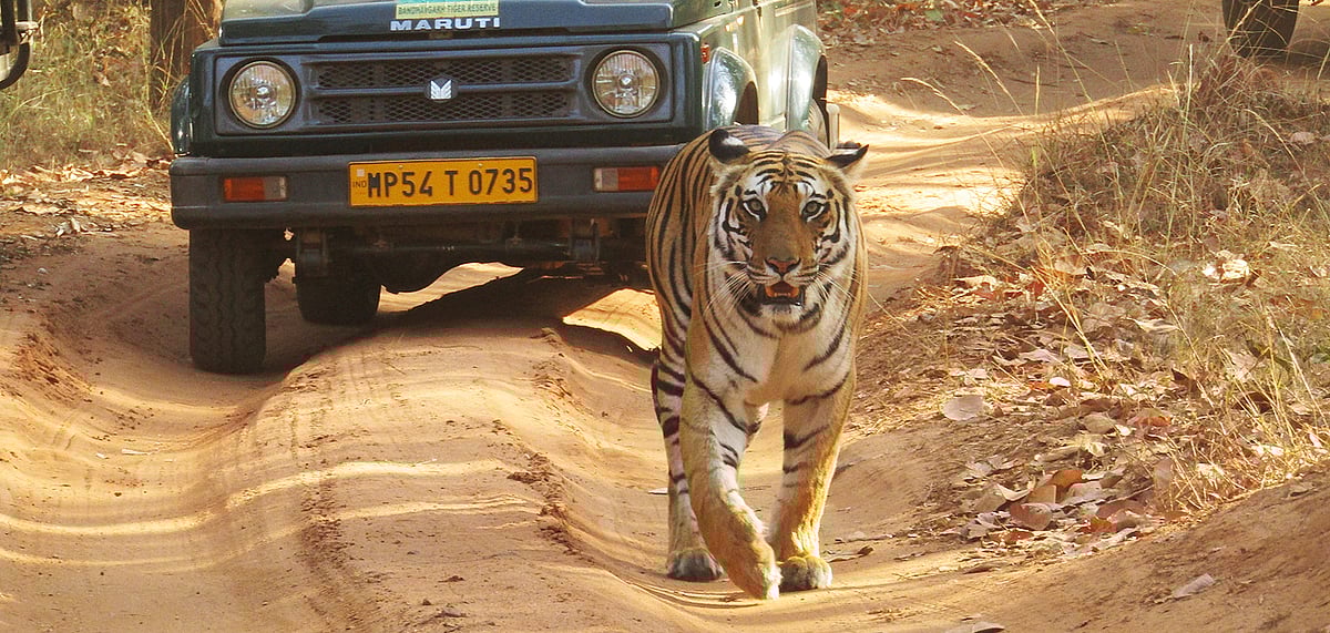 Spotty, the famous tigress of Bandhavgarh