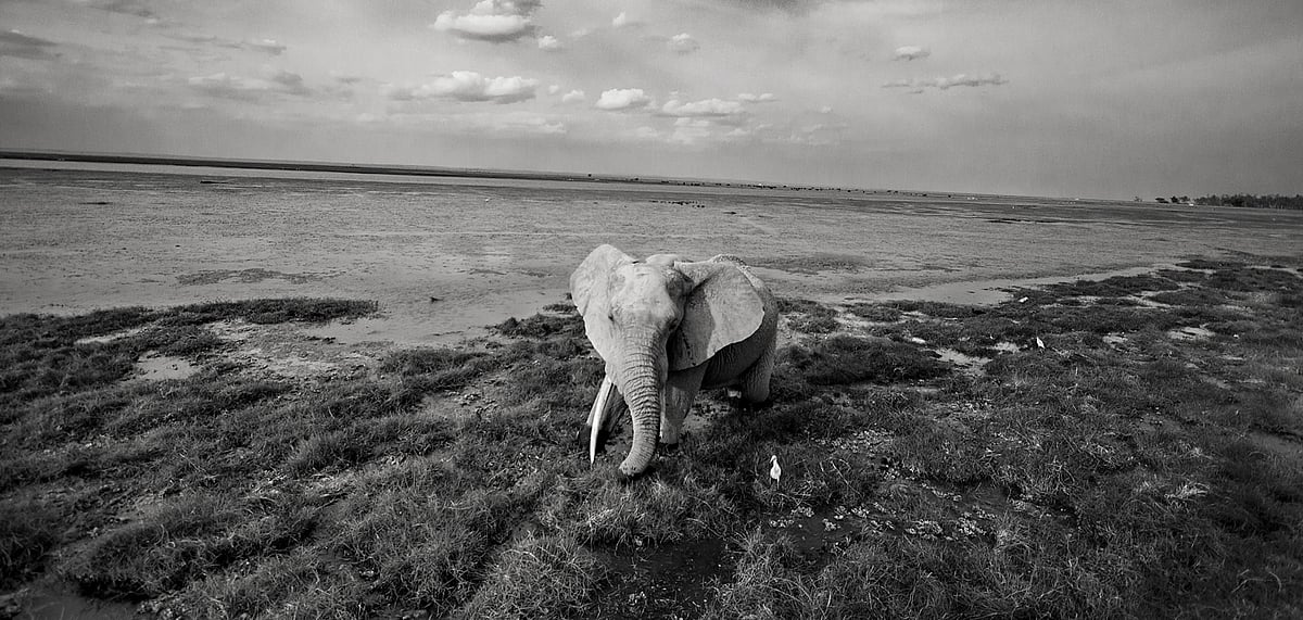 A solitary elephant relaxes in a swamp in Amboseli National Park