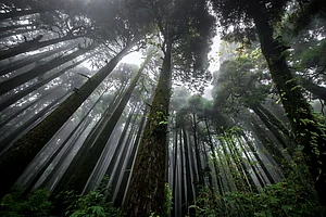 Indias Stunning Forest Landscapes