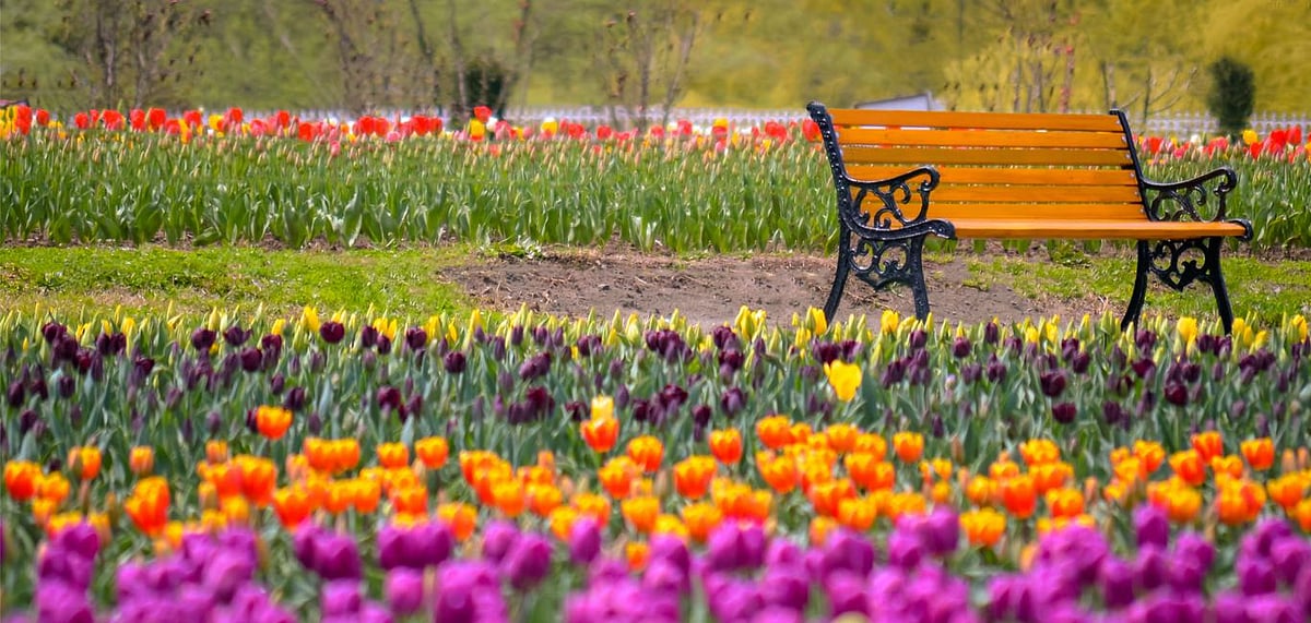 Asias largest tulip garden is in Kashmir 