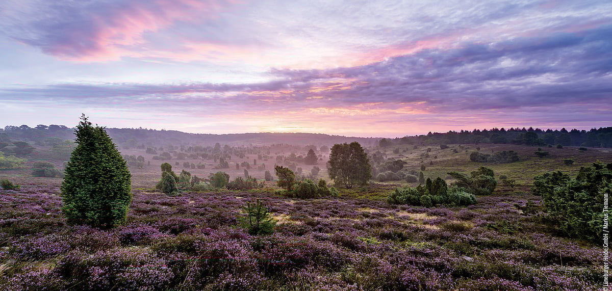 The spellbinding landscape of Lueneburger Heide during the sunset 