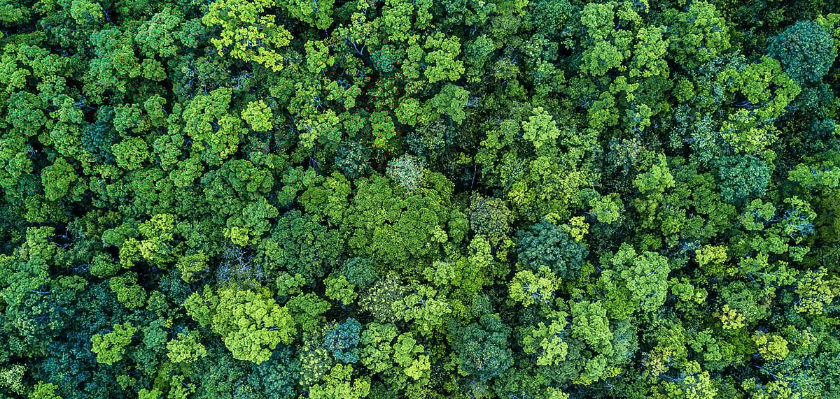 Aerial view of a forest patch