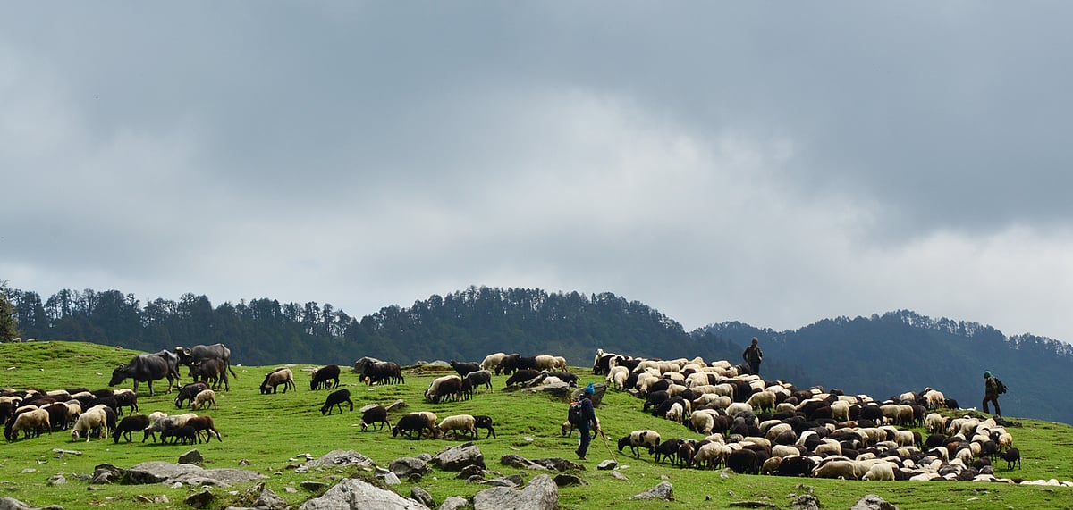 Shepherds guide their flock to safety as the sky takes a dramatic turn