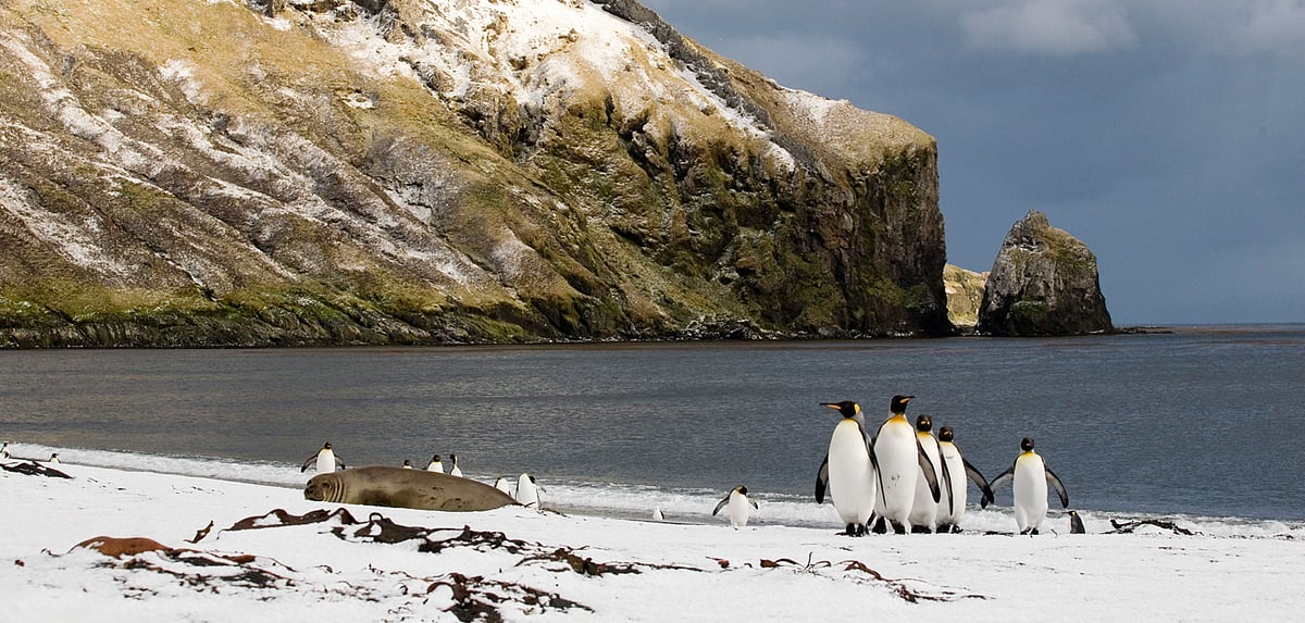 The American Bay in Crozet archipelago