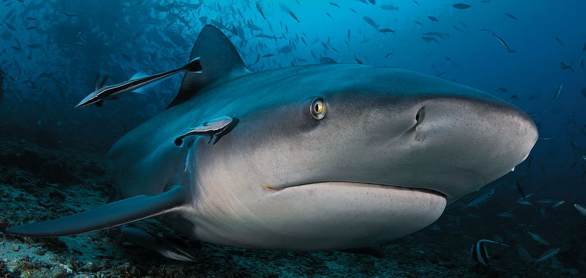 Although it is mostly a misconception that sharks are dangerous, the bull shark is definitely the most dangerous among them. This one is photographed in Fiji