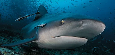 Although it is mostly a misconception that sharks are dangerous, the bull shark is definitely the most dangerous among them. This one is photographed in Fiji