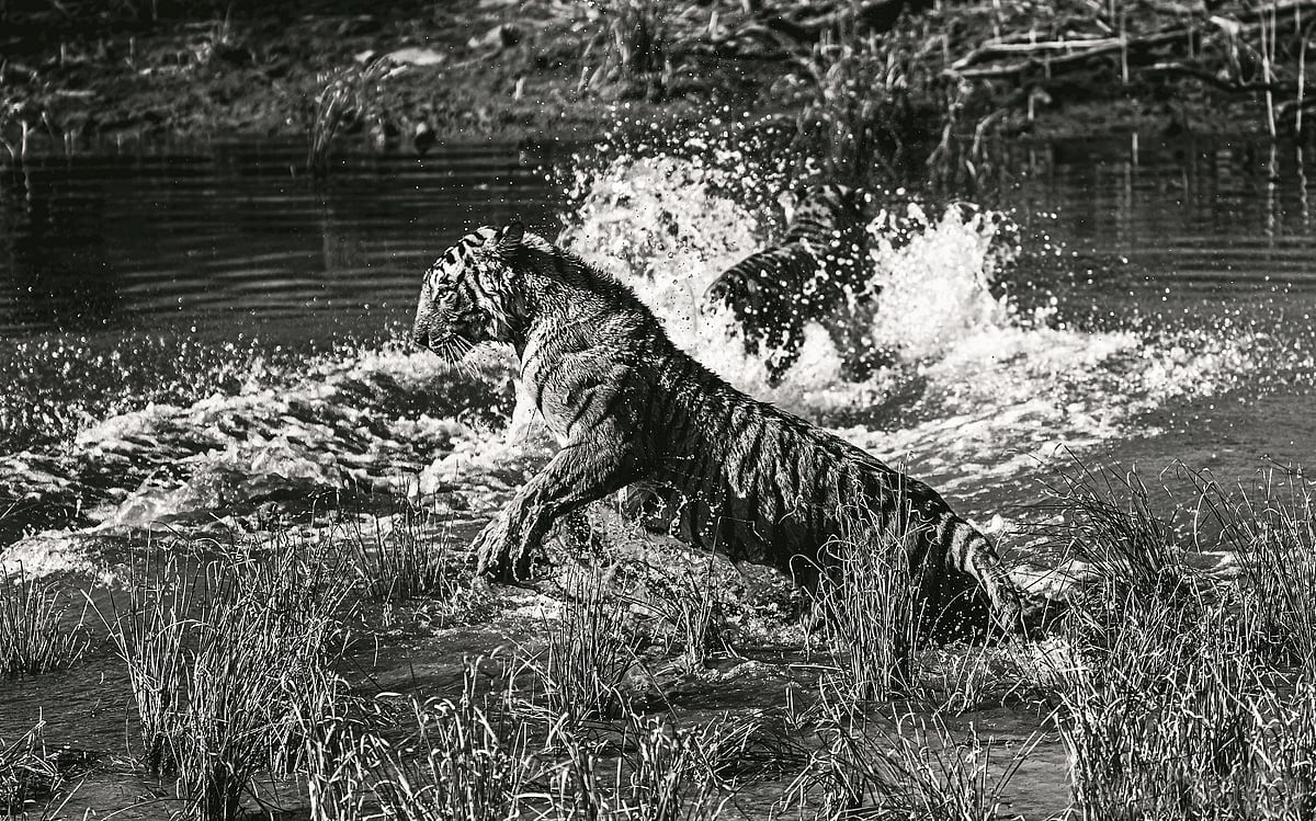 Ridhi and Sidhi cool off in the water