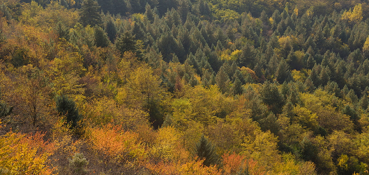 In autumn, the leaves change colour and Kashmir is pretty as a picture