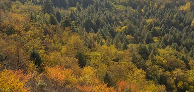 In autumn, the leaves change colour and Kashmir is pretty as a picture