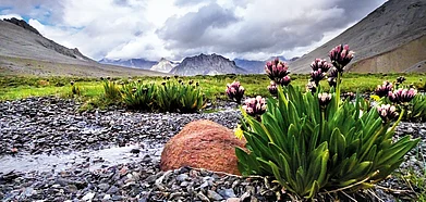 An early August bloom along the clear waters in the meadow