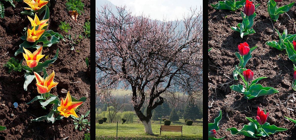 The tulip season in Srinagar has begun and will last till the first week of May