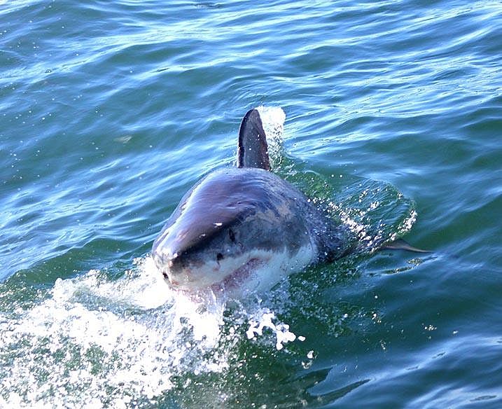 If the lion is the king of the jungle, its the sharks who rule the blue waters of Africa. And Gansbaai (the G is silent while pronouncing), near Cape Town, is one of the best places to see them