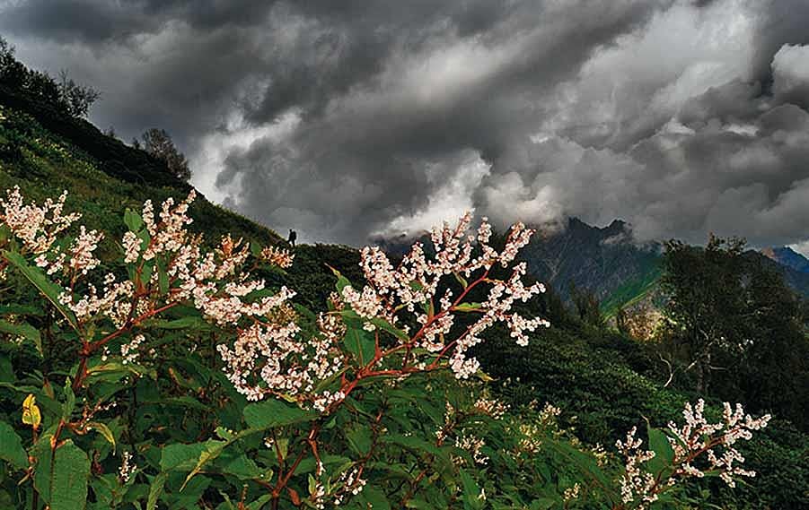 DAY 1 His outline etched against that cloud-choked sky, Manu pauses a moment to catch his breath and smell the fragrance of flowers on the way to Lama Dugh (3,020m) from Manali. The gradient and thick undergrowth make the hike punishing even on the brigh